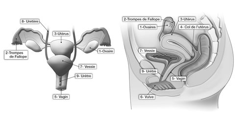 Système uro-génital chez la femme