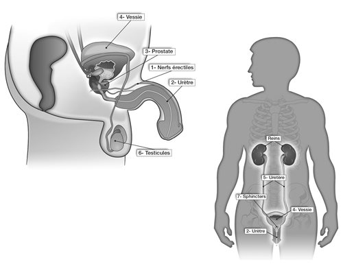Système uro-génital chez l'homme
