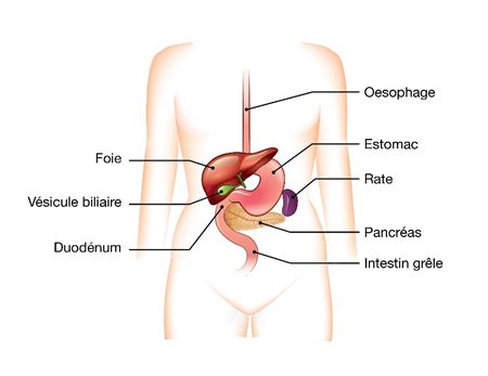 Anatomie de l'abdomen